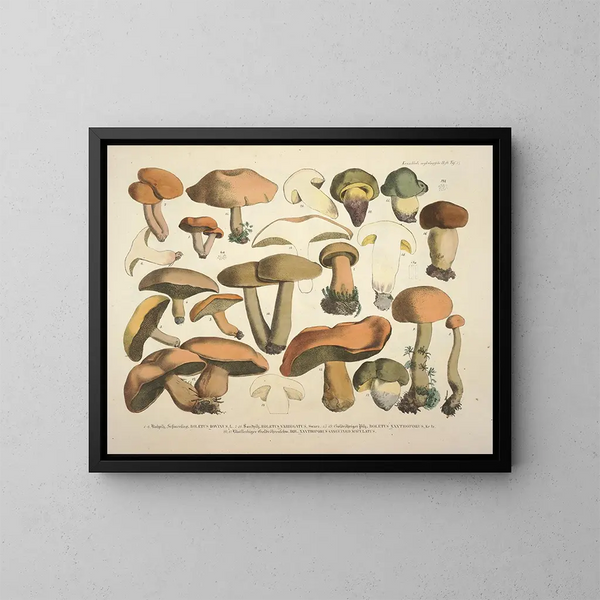 Représentaties en beschrijvingen van eetbare, schadelijke en verdachte paddenstoelen Pl75 - J V Krombholz — ingelijst kunstwerk aan de muur