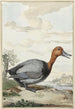 Fuligule milouin - Jabes Heenck — weergave van het kunstwerk