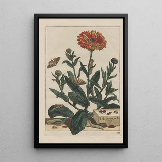 Jacob LAdmiral - Naauwkeurige Waarneemingen van veele gestaltverwisselende gekorvene diertjes Pl07.webp