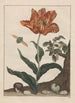 Observaties nauwkeurig van vele kleine gemetamorphoseerde dieren Pl12 - Jacob L'Admiral — weergave van het kunstwerk