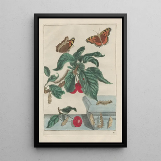 Jacob LAdmiral - Naauwkeurige Waarneemingen van veele gestaltverwisselende gekorvene diertjes Pl15.webp