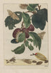 L Observaties nauwkeurige van vele kleine gemetamorphoseerde dieren Pl18 - Jacob L'Admiral — weergave van het kunstwerk