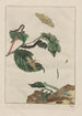 Observaties nauwkeurig van vele kleine gemetamorphoseerde dieren Pl21 - Jacob L'Admiral — weergave van het kunstwerk