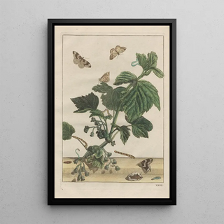 Jacob LAdmiral - Naauwkeurige Waarneemingen van veele gestaltverwisselende gekorvene diertjes Pl23.webp