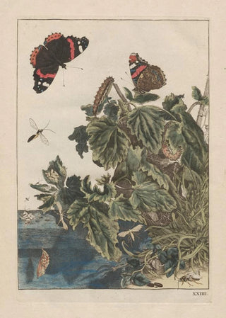 Jacob LAdmiral - Naauwkeurige Waarneemingen van veele gestaltverwisselende gekorvene diertjes Pl24.webp