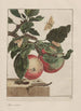 Nauwkeurige observaties over de transformaties van vele metamorfoseerde insecten of kleine dieren Pl05 - Jacob L'Admiral — weergave van het kunstwerk