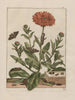 Observaties nauwkeurig over de veranderingen van vele insecten of schildpadden Pl07 - Jacob L'Admiral — weergave van het kunstwerk