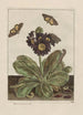 L nauwkeurige waarnemingen over de transformaties van vele metamorfoseerde insecten of kleine dieren Pl09 - Jacob L'Admiral — weergave van het kunstwerk