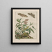 Observaties nauwkeurig over de veranderingen van vele insecten of schildpadden Pl10 - Jacob L'Admiral — ingelijst kunstwerk aan de muur