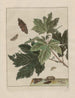 Observaties over de veranderingen van vele insecten of schildpadden Pl11 - Jacob L'Admiral — weergave van het kunstwerk