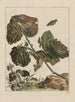 L'Observaties nauwkeurig over de veranderingen van vele insecten of beeldhouwende dieren Schilderij Pl14 - Jacob L'Admiral — weergave van het kunstwerk