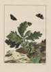 Nauwkeurige observaties over de transformaties van vele metamorfoseerde insecten of kleine dieren Pl17 - Jacob L'Admiral — weergave van het kunstwerk