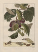 Nauwkeurige observaties over de transformaties van vele insecten of kleine metamorfoseerde dieren Pl18 - Jacob L'Admiral — weergave van het kunstwerk