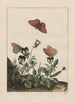 Nauwkeurige observaties over de transformaties van vele metamorfoseerde insecten of kleine dieren Pl19 - Jacob L'Admiral — weergave van het kunstwerk