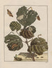 L'Observaties nauwkeurig over de veranderingen van vele insecten of beeldhouwende dieren Schilderij Pl20 - Jacob L'Admiral — weergave van het kunstwerk
