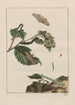Nauwkeurige observaties over de transformaties van vele insecten of kleine metamorfoseerde dieren Pl21 - Jacob L'Admiral — weergave van het kunstwerk