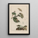 Nauwkeurige observaties over de transformaties van vele insecten of kleine metamorfoseerde dieren Pl21 - Jacob L'Admiral — ingelijst kunstwerk aan de muur