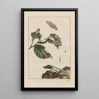 Jacob LAdmiral - Naauwkeurige waarneemingen omtrent de veranderingen van veele insekten of gekorvene diertjes Pl21.webp