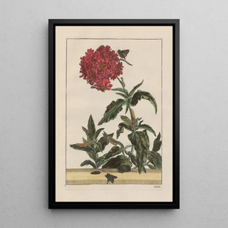 Jacob LAdmiral - Naauwkeurige waarneemingen omtrent de veranderingen van veele insekten of gekorvene diertjes Pl22.webp