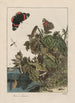 Nauwkeurige observaties over de transformaties van vele metamorfoseerde insecten of kleine dieren Pl24 - Jacob L'Admiral — weergave van het kunstwerk