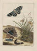 Nauwkeurige observaties over de transformaties van vele metamorfoseerde insecten of kleine dieren Pl25 - Jacob L'Admiral — weergave van het kunstwerk