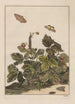 Nauwkeurige observaties over de transformaties van vele metamorfoseerde insecten of kleine dieren Pl27 - Jacob L'Admiral — weergave van het kunstwerk