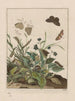 L'Observaties nauwkeurig over de veranderingen van vele insecten of beeldhouwende dieren Schilderij Pl30 - Jacob L'Admiral — weergave van het kunstwerk