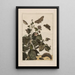 Nauwkeurige observaties over de transformaties van vele metamorfoseerde insecten of kleine dieren Pl32 - Jacob L'Admiral — ingelijst kunstwerk aan de muur