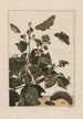 Nauwkeurige observaties over de transformaties van vele metamorfoseerde insecten of kleine dieren Pl32 - Jacob L'Admiral — weergave van het kunstwerk