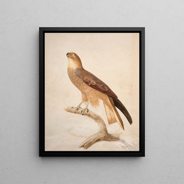 Jacques Barraband - Black kite.webp