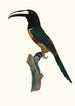 L'Aracari ceinture rouge - Jacques Barraband — artwork view