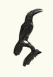 L'Aracari vert femelle - Jacques Barraband — artwork view