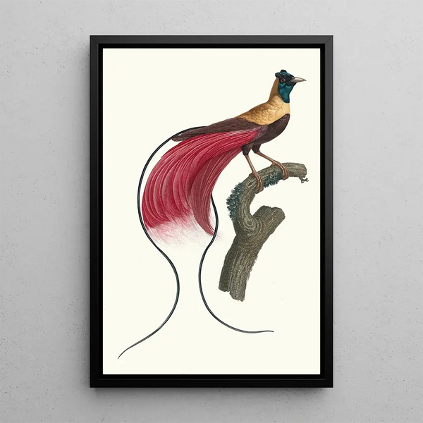 Jacques Barraband - LOiseau de Paradis rouge.webp