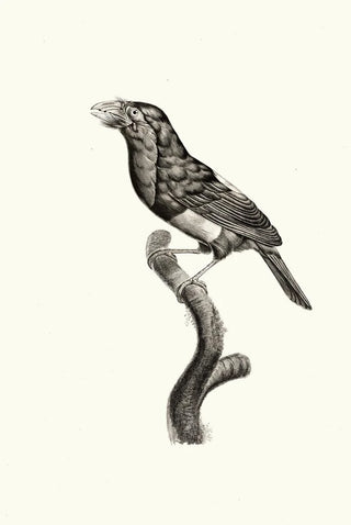 Jacques Barraband - Le Barbican.webp