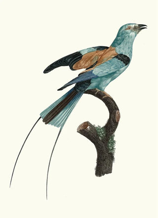 Jacques Barraband - Le Rollier long brins dAfrique mle.webp