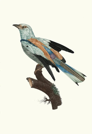 Jacques Barraband - Le Rollier vulgaire mle.webp