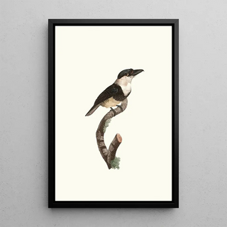 Jacques Barraband - Le Tamatia plastron noir.webp