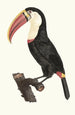 Le Toucan - Jacques Barraband — weergave van het kunstwerk