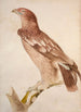 Aigle tacheté - Jacques Barraband — weergave van het kunstwerk