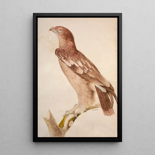 Jacques Barraband - Spotted eagle.webp