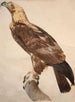 L'Aigle de Thèbes - Jacques Barraband — weergave van het kunstwerk
