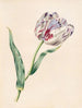 La Tulipe - James Ackerman — weergave van het kunstwerk
