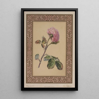 James Andrews - The Moss Rose.webp