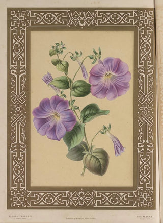 James Andrews - The Petuna.webp