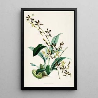 James Bateman - A monograph of Odontoglossum Pl14.webp