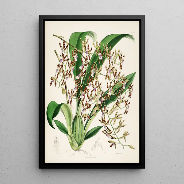 James Bateman - A monograph of Odontoglossum Pl15.webp