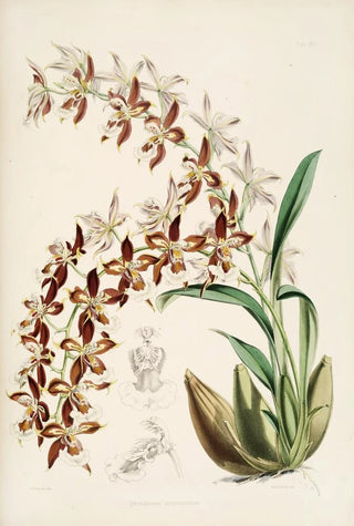 James Bateman - A monograph of Odontoglossum Pl16.webp