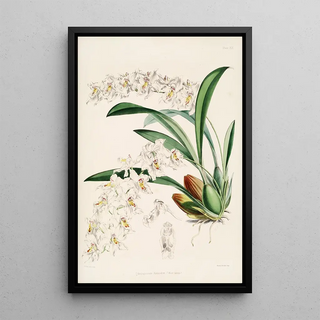 James Bateman - A monograph of Odontoglossum Pl18.webp