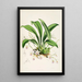 Une monographie d'Odontoglossum Pl23 - James Bateman — ingelijst kunstwerk aan de muur