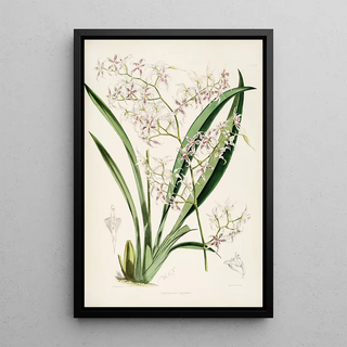 James Bateman - A monograph of Odontoglossum Pl25.webp